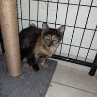 CHIPIE chatonne écaille de tortue, chatte à adopter