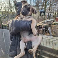 Grigri, chien à adopter