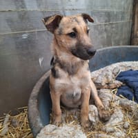 Yolan, chien à adopter