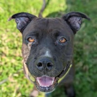 Paty, votre meilleure amie vous attend en Normandie, chienne à adopter