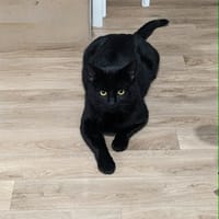 Théophile, chat à adopter