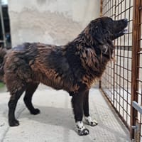 ZENO – 2 anni di canile, ora cerca una vera famiglia, cane da adottare