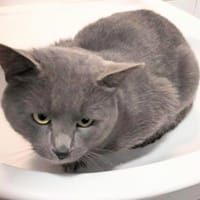 Théodore, chat à adopter