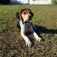 Vaillant, le bébé câlin, chien à adopter