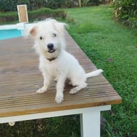 Anis, le mignon x bichon, chien à adopter