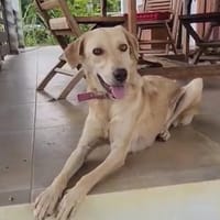 Suzie la belle et douce louloute, chienne à adopter