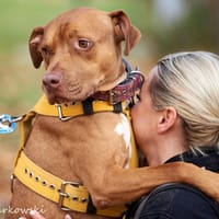 Ivar, pies do adopcji