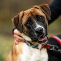 Fenir , pies do adopcji