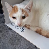 Patch, kot do adopcji