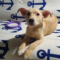 Bellina sucht ein zu Hause., Hündin zur Adoption