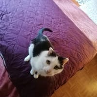 Vermittlungshilfe für Honey, Katze zur Adoption