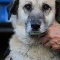 Mana - sehr verschmust u. lieb, Hündin zur Adoption