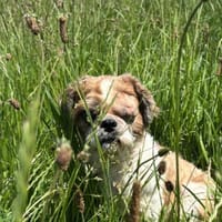 😍 Bella, Hündin zur Adoption