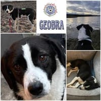 GEOBRA * freundlich und verschmust, Hündin zur Adoption