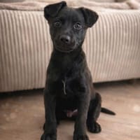Onyx liebevoller schlauer Welpe, Hund zur Adoption