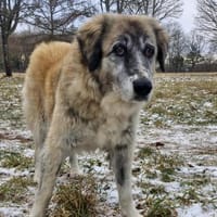 Kimi, sehr soziale, liebe Hündin, Hündin zur Adoption