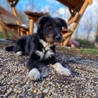 Lua, liebenswürdige Hundedame, ca. 1 Jah, Hündin zur Adoption