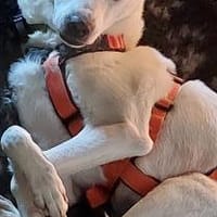 Chance - sooo tapfer, Hündin zur Adoption