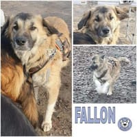 FALLON -sehr angenehme Zeitgenossin-, Hündin zur Adoption