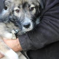 Ava - verschmust u. kinderlieb, Hündin zur Adoption