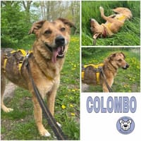 COLOMBO -verkuschelt & ruhig-, Hund zur Adoption