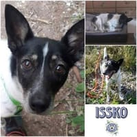 ISSKO * freundlicher Bub im besten Alter, Hund zur Adoption
