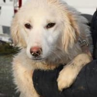 Nuemi - zutraulich u. verspielt, Hündin zur Adoption