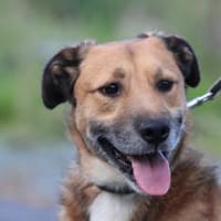 Sanjay - sehr verspielt u. kinderlieb, Hund zur Adoption