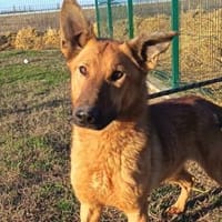 Izidor möchte so gerne Nähe u. Wärme, Hund zur Adoption