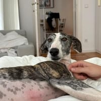 Hypathia - kontaktfreudig und freundlich, Hündin zur Adoption