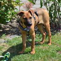 Meda möchte mit Dir die Welt entdecken., Hund zur Adoption