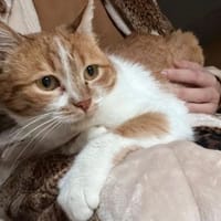Mona sucht ein Zuhause, Katze zur Adoption