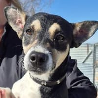 Kevin-sozial,lieb, freundlich, verspielt, Hund zur Adoption