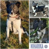 NIHARIKA -neugierig & verträglich-, Hündin zur Adoption