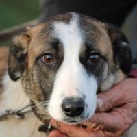 Jamie - tolle Junghündin, Hündin zur Adoption