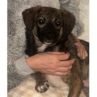 Oscar - wartet in 53757 Sankt Augustin, Hund zur Adoption