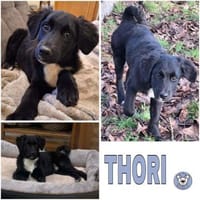 THORI -Rundum tolles Hundekind-, Hund zur Adoption