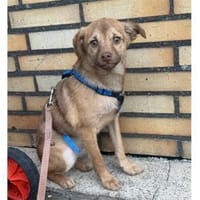 Finley - wartet in 53757 Sankt Augustin, Hund zur Adoption