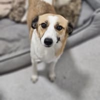 Elsa sucht ihr Traumzuhause 🐾❄, Hündin zur Adoption