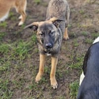 Wunderschöne Lotta, Hündin zur Adoption