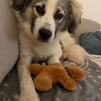 Willow - Zurückhaltender, treuer Rüde, Hund zur Adoption