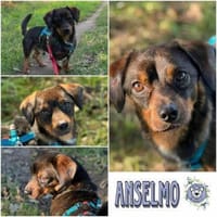 ANSELMO * winziges Charakter Kerlchen, Hund zur Adoption