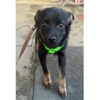 Meilino - wartet in 53757 Sankt Augustin, Hund zur Adoption