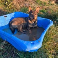 🐾 Emma sucht ein liebevolles Zuhause, Hündin zur Adoption