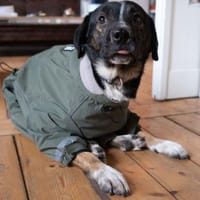 Elian - Freundlicher Herzenshund, Hund zur Adoption