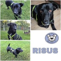 RISUS -ruhig & verschmust-, Hund zur Adoption