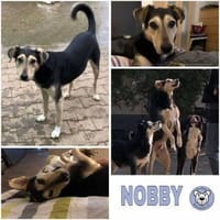 NOBBY -Sanfte Seele möchte vertrauen-, Hund zur Adoption