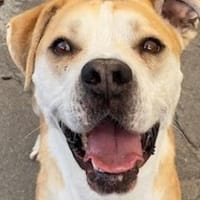 Flint leidet im Tierheim!, Hund zur Adoption