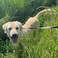 Kenny, Hund zur Adoption