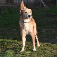 Ned - Altersruhesitz gesucht, Hund zur Adoption